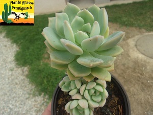 Graptovedum Modo