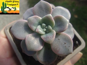 Graptovedum Trobairitz