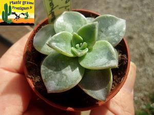 Graptovedum Volupia