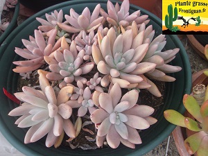 Graptoveria Adelante