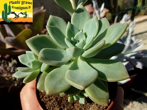 Graptoveria Alycia