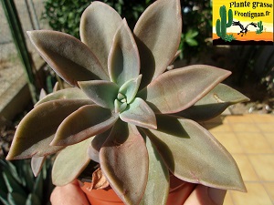 Graptoveria Ambeline