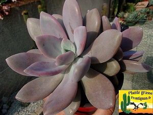 Graptoveria Amelie