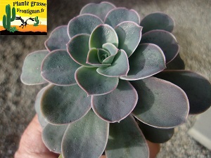 Graptoveria Apparence