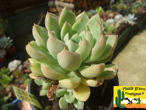 Graptoveria Askari