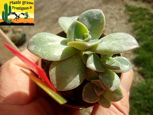Graptoveria Auster