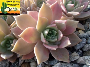 Graptoveria Autan