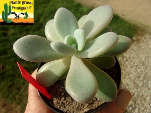 Graptoveria Autel