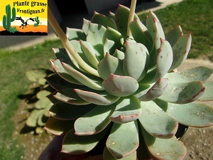 Graptoveria Babylone