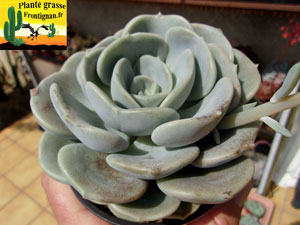 Graptoveria Baiser d Ange