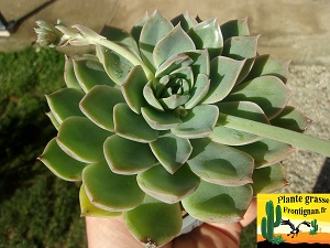 Graptoveria Belle Alliance