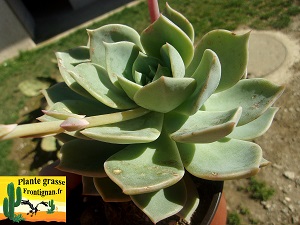 Graptoveria Brida