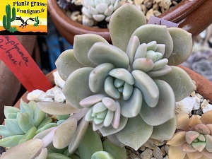 Graptoveria Cagole