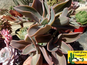 Graptoveria Caliente