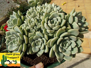 Graptoveria Charivari