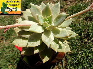 Graptoveria Dalila