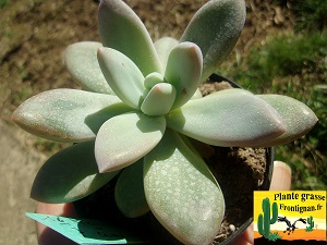 Graptoveria Dans la Lune