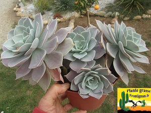 Graptoveria Danse des Sens