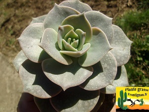 Graptoveria Discordia