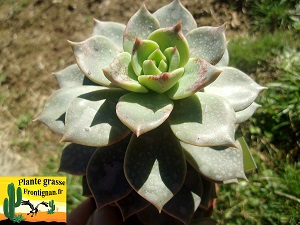 Graptoveria Faust