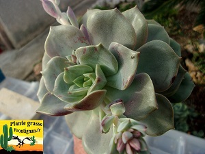 Graptoveria Femmes Club