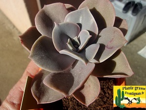 Graptoveria Fortuna y Miseria