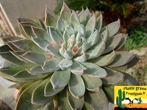 Graptoveria Galante