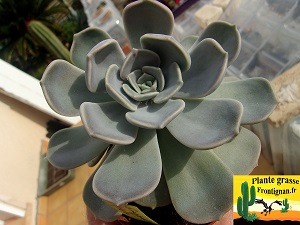 Graptoveria Hola