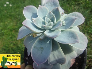 Graptoveria Jeux Interdits
