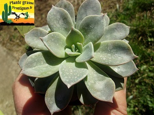 Graptoveria Joli Coeur