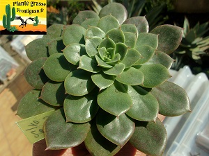 Graptoveria Junon