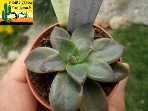 Graptoveria Kawa