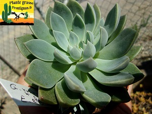 Graptoveria Kayla