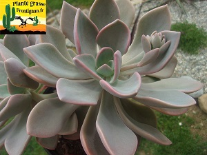 Graptoveria Limbes