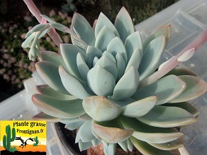 Graptoveria Magellan