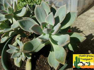 Graptoveria Marchande de Miel