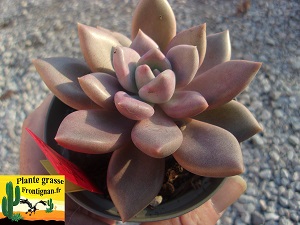 Graptoveria Melba