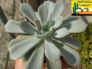 Graptoveria Pachanga