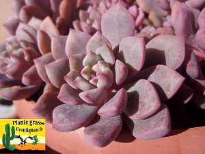 Graptoveria Papillon