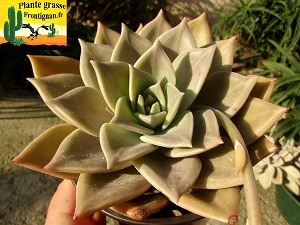 Graptoveria Parabellum