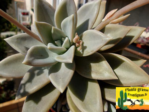 Graptoveria Parme