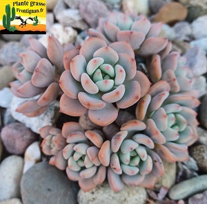 Graptoveria Petite Sorciere