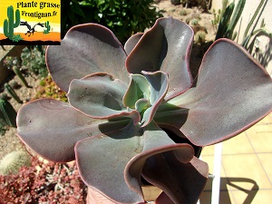 Graptoveria Petites Levres