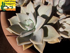 Graptoveria Porcelaine