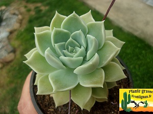 Graptoveria Ramses