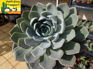 Graptoveria Rudia