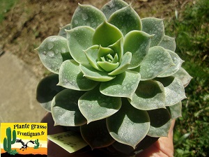 Graptoveria Sauvageonne