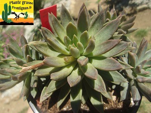 Graptoveria Shorty