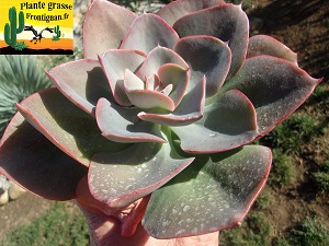 Graptoveria Venere