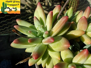 Pachyphytum Comanche